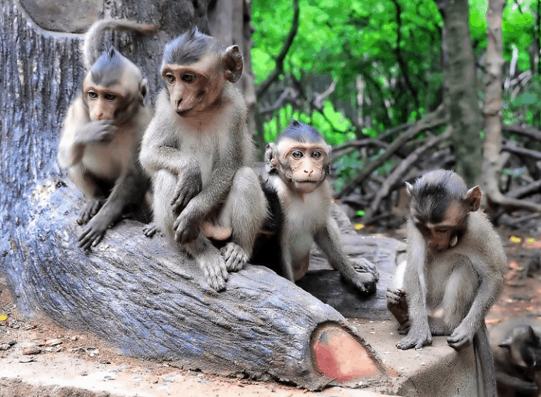 Những địa điểm du lịch Cần Giờ