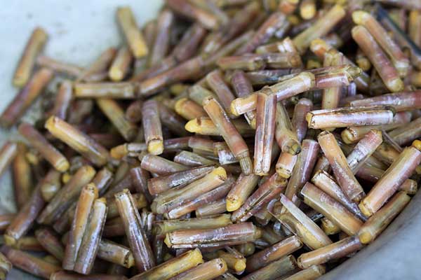 ốc móng tay xào rau muống