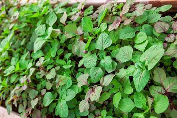 canh rau dền với tôm