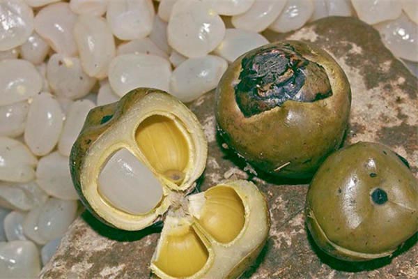 Chè hạt đác